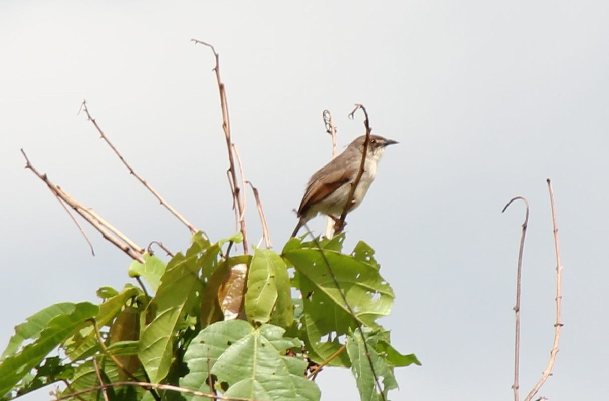 Whistling Cisticola - ML49340591