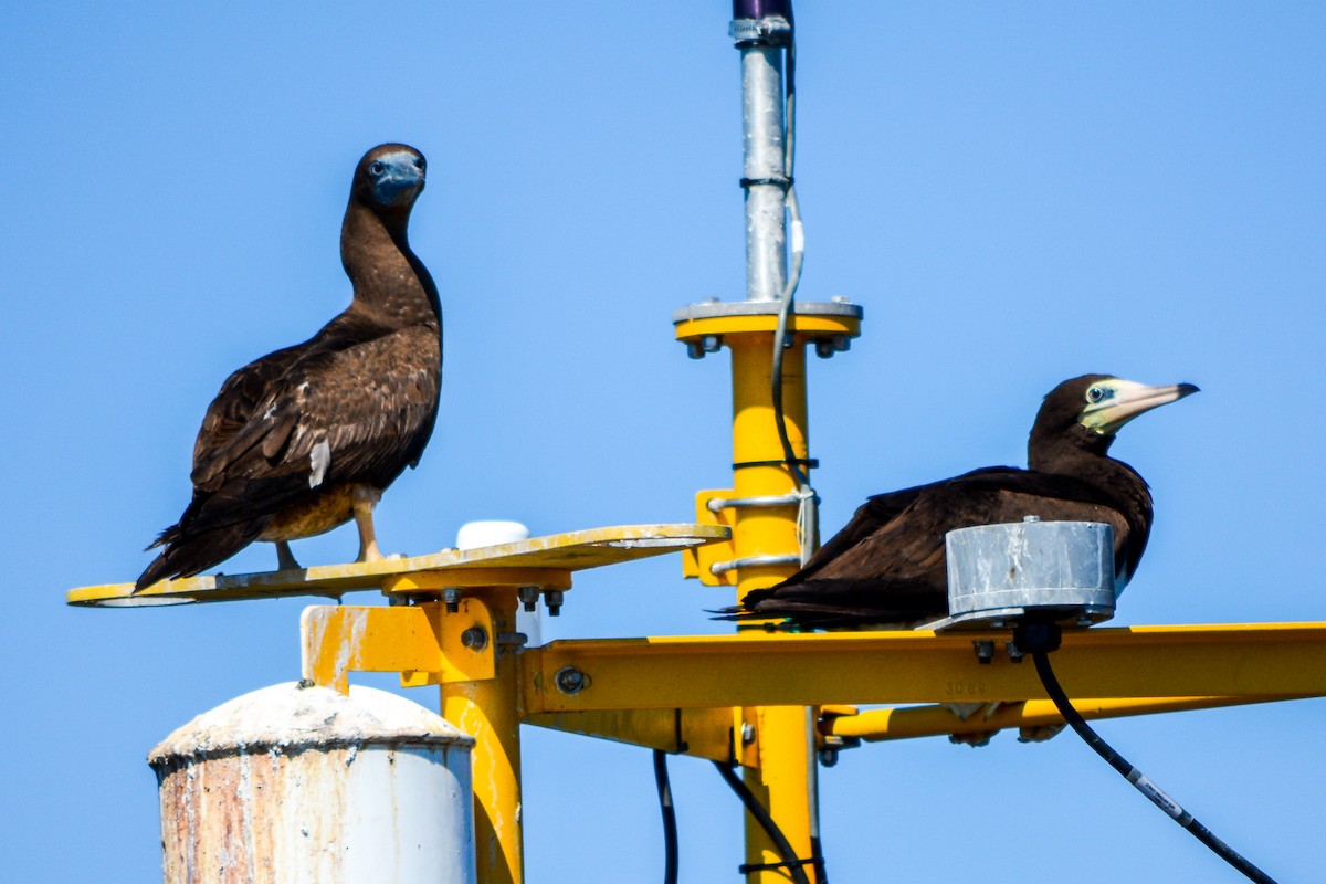 Brown Booby - ML493406001