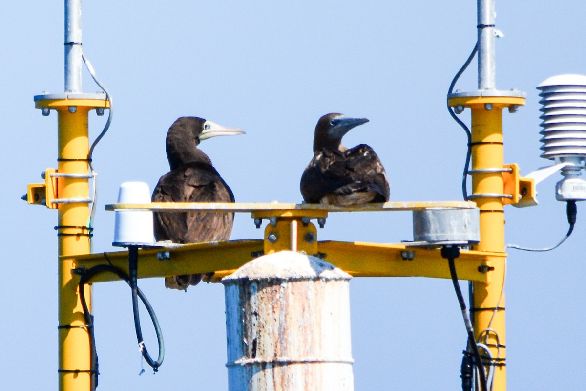 Brown Booby - ML493406051