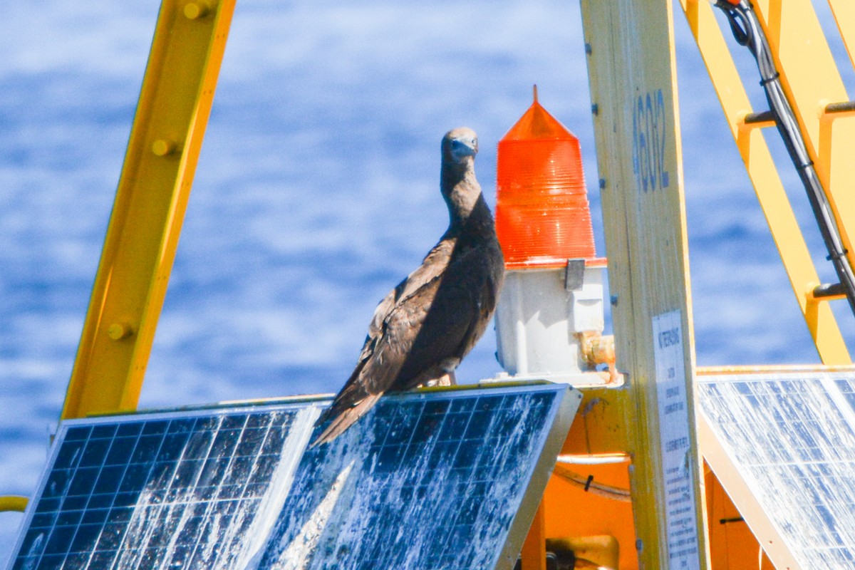 Brown Booby - ML493406061