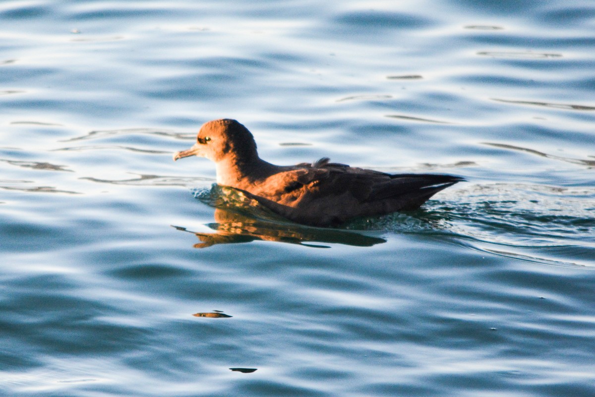 Short-tailed Shearwater - ML493406271