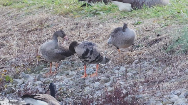 Greater White-fronted Goose - ML493406421