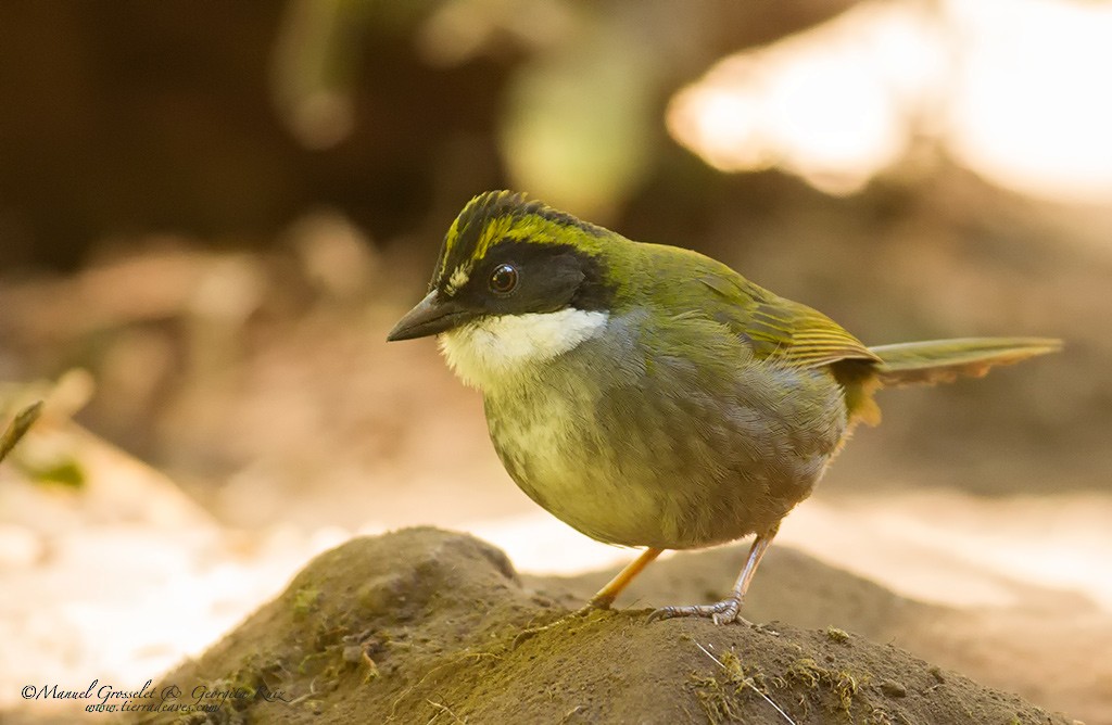 Green-striped Brushfinch - manuel grosselet