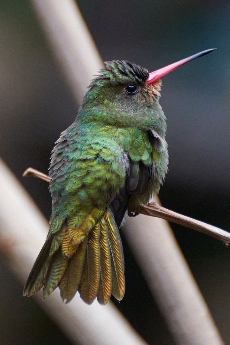 Gilded Hummingbird - Ariel Sandin