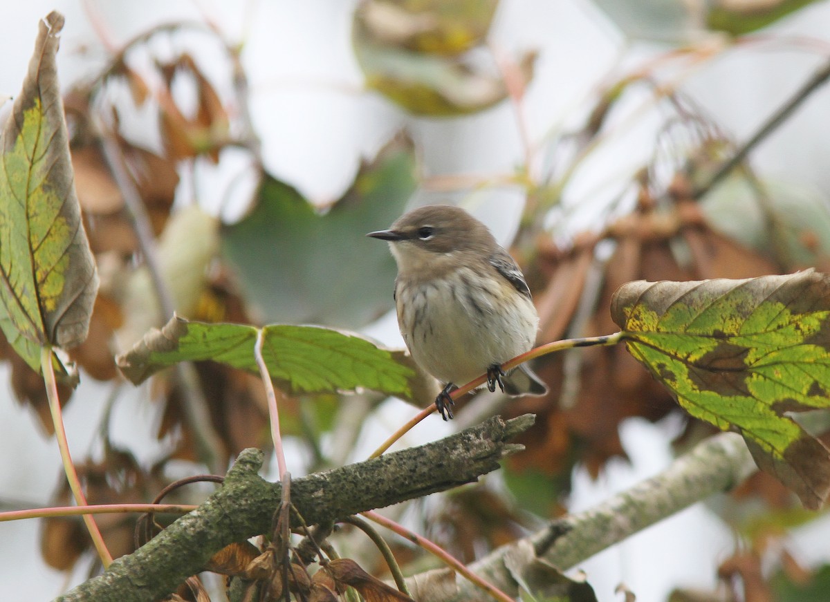 Yellow-rumped Warbler - ML493410311