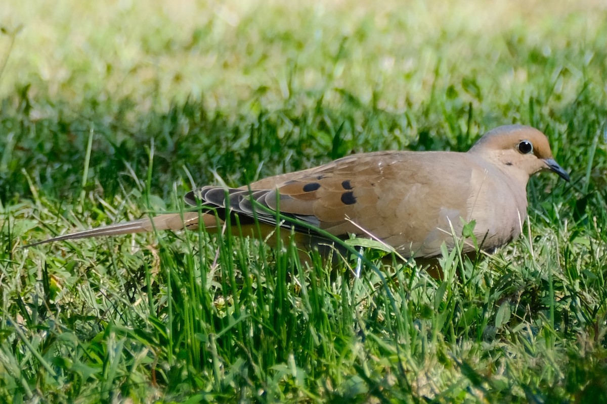 Mourning Dove - ML493410501