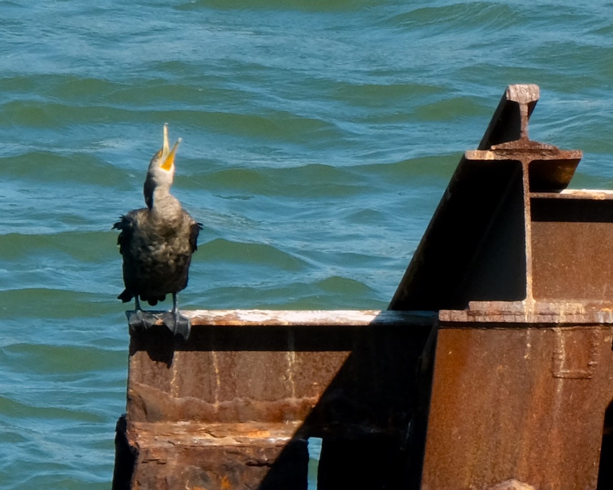 Double-crested Cormorant - ML493410561