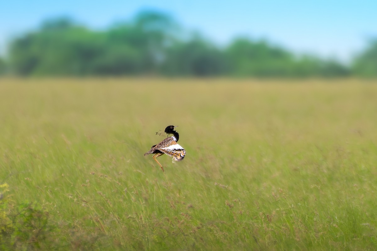 Lesser Florican - Parth Kansara