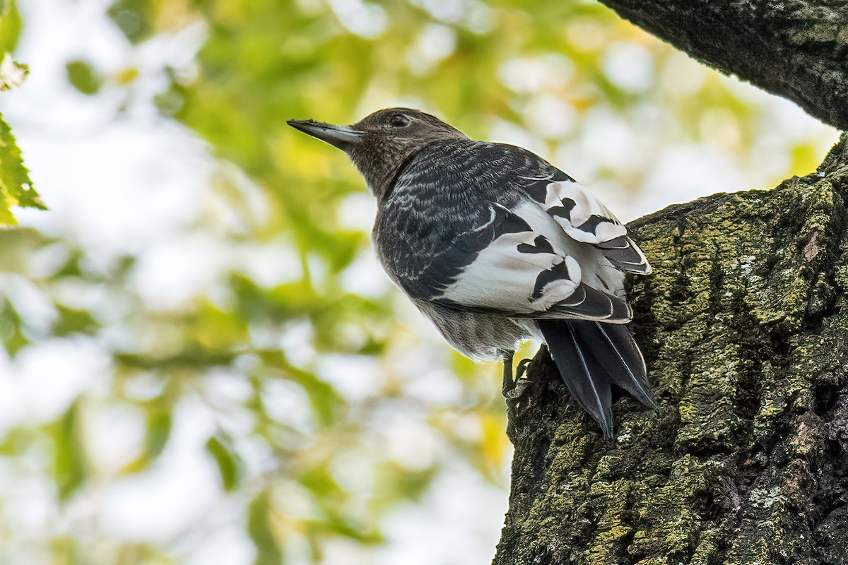 ズアカキツツキ - ML493415381