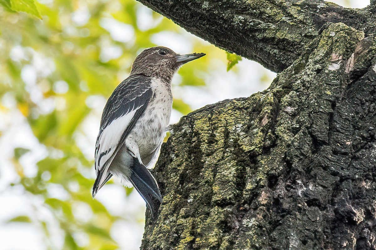 Red-headed Woodpecker - ML493415391