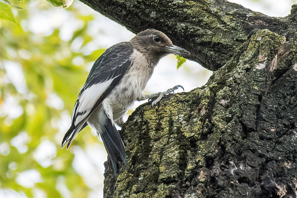 ズアカキツツキ - ML493415401