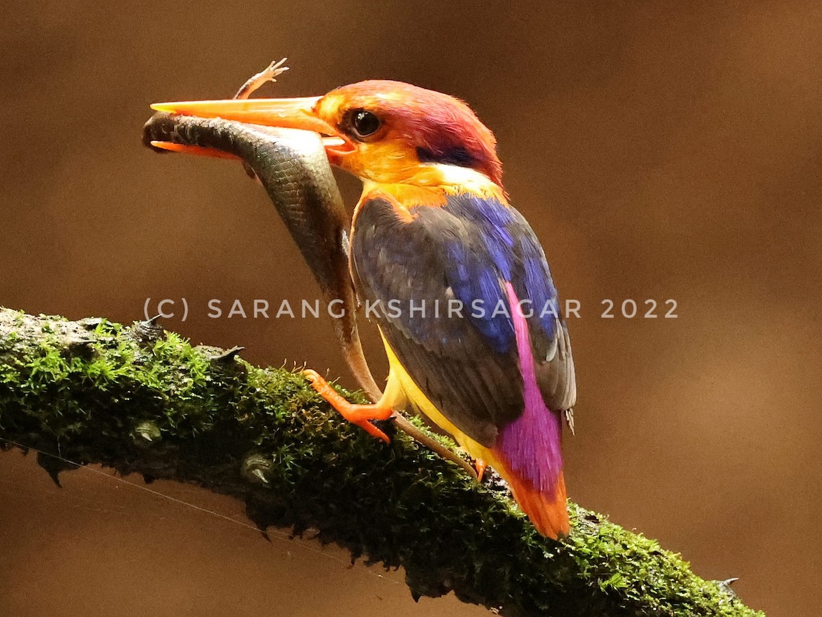 kingfisher sp. - ML493416961