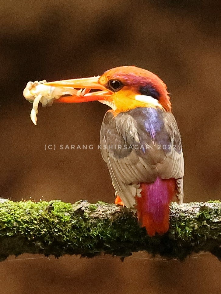 kingfisher sp. - ML493416971