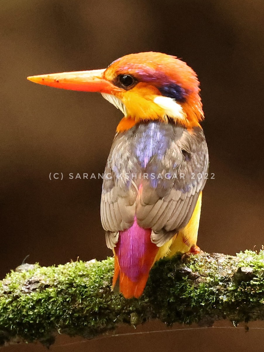 kingfisher sp. - ML493416981