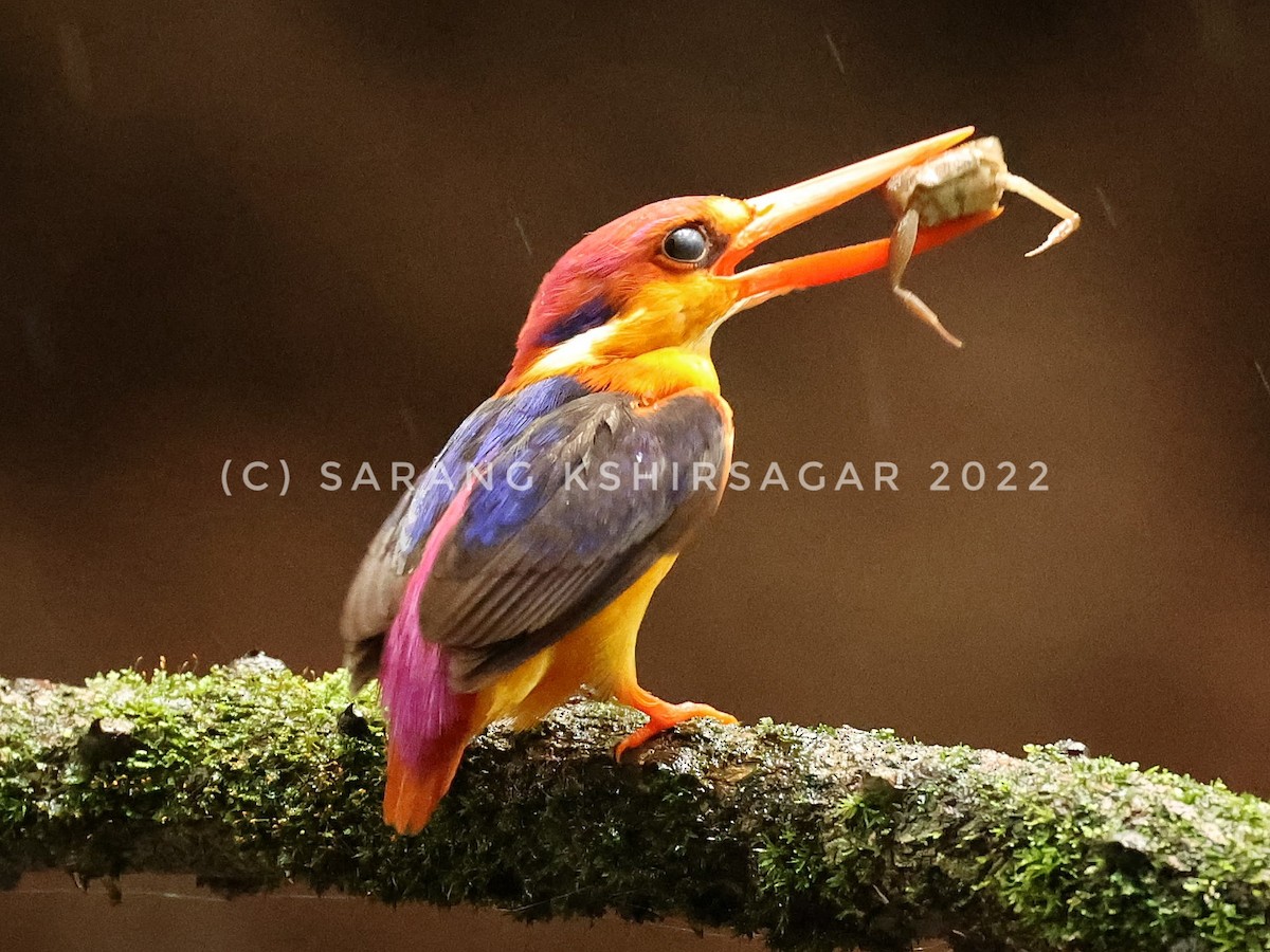 kingfisher sp. - ML493417001