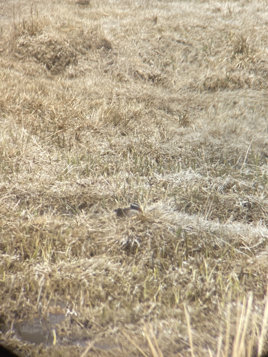 Diademed Sandpiper-Plover - ML493418411