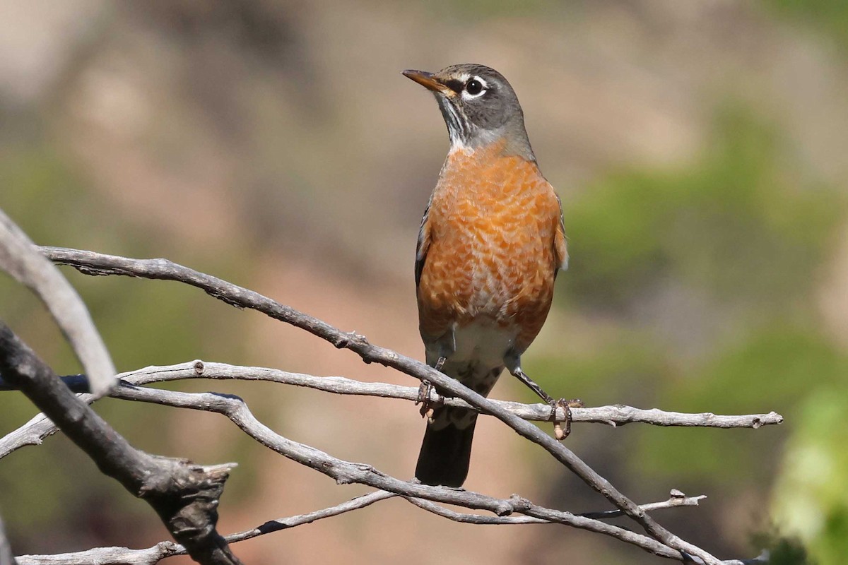 American Robin - ML493420991