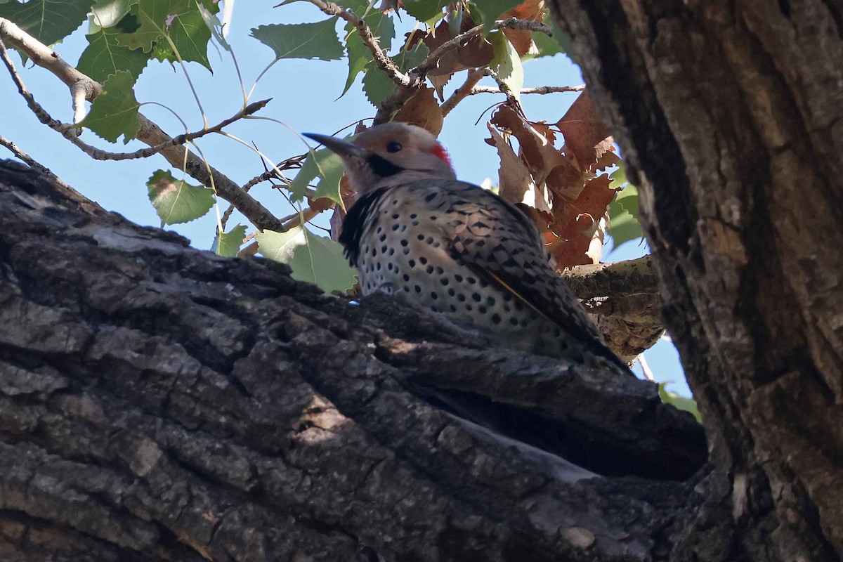 Northern Flicker (Yellow-shafted) - ML493421191