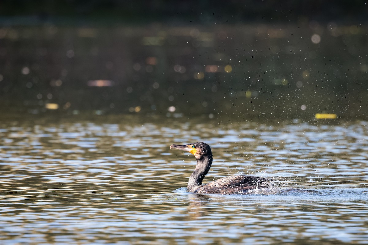 Great Cormorant - ML493421391
