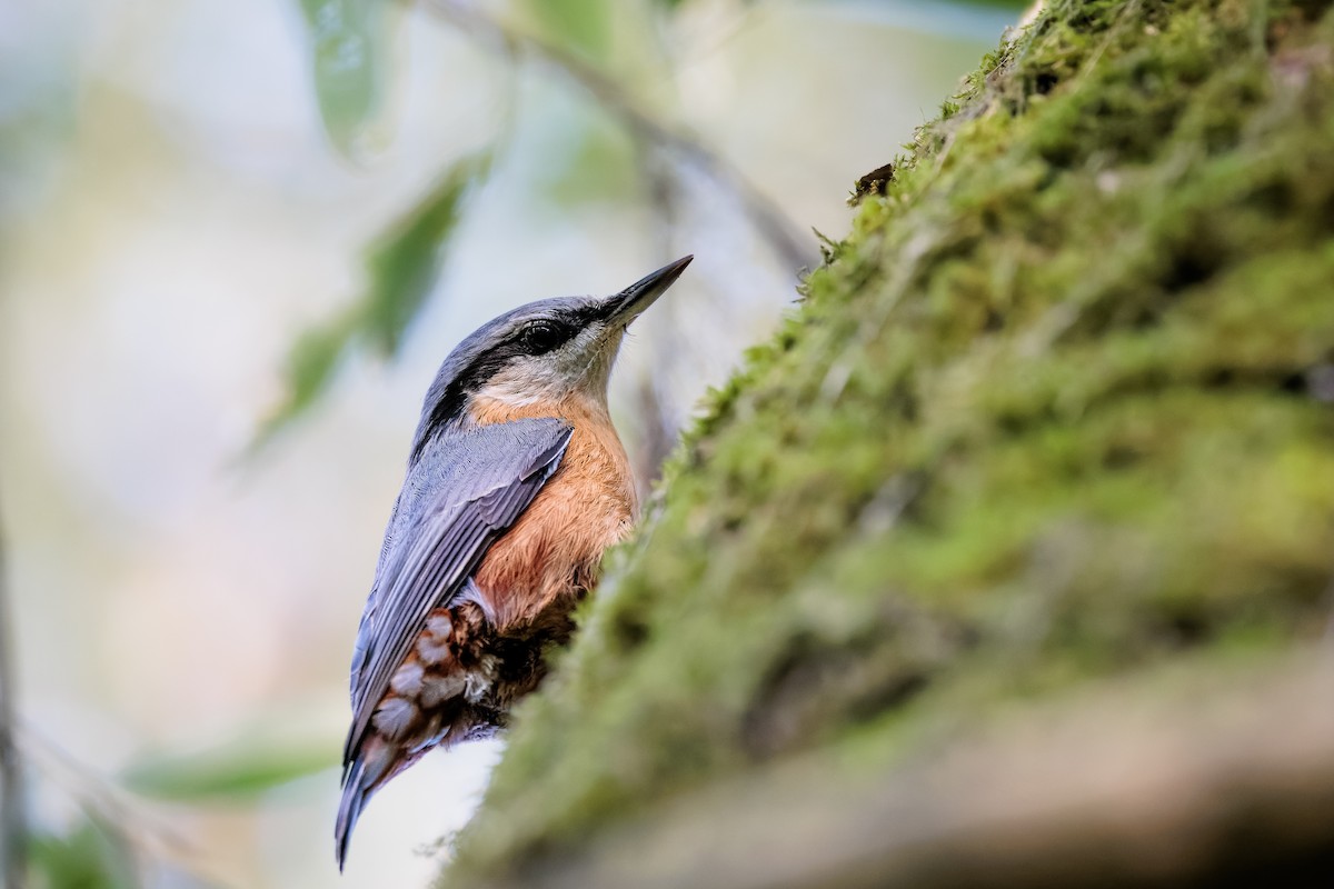 Eurasian Nuthatch - ML493421431