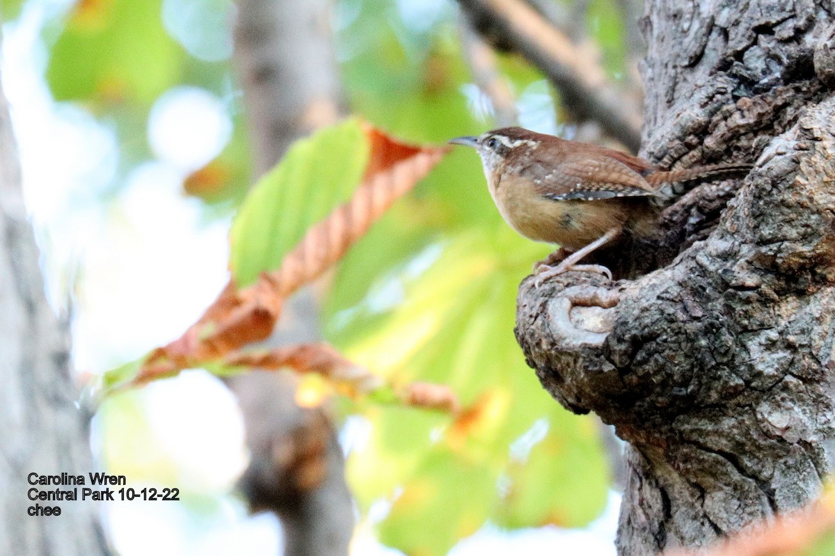 Carolina Wren - ML493421511