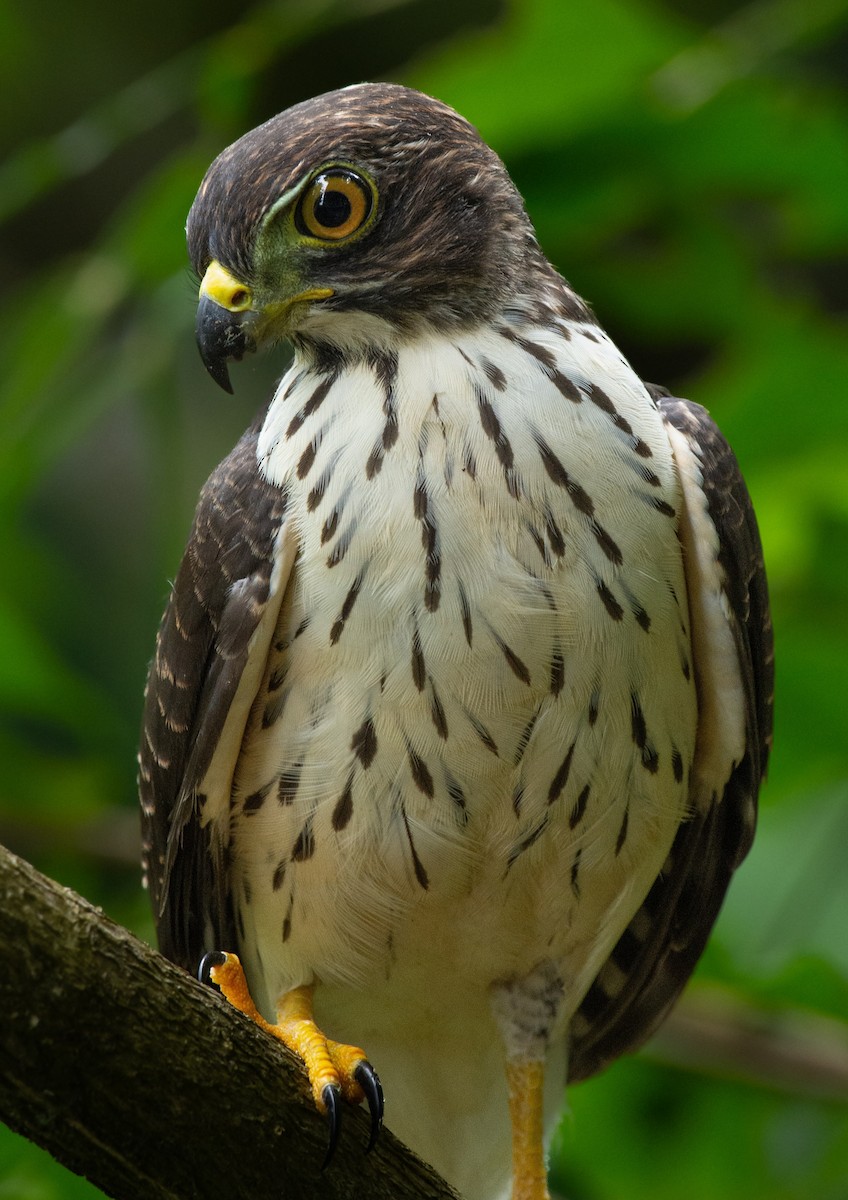 Double-toothed Kite - ML493422171