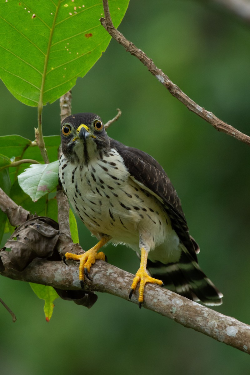 Double-toothed Kite - ML493422181