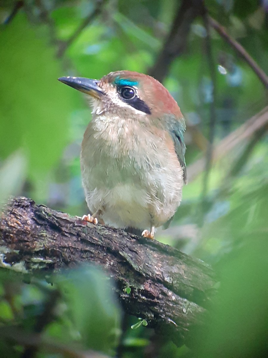 Tody Motmot - Tino Sanchez