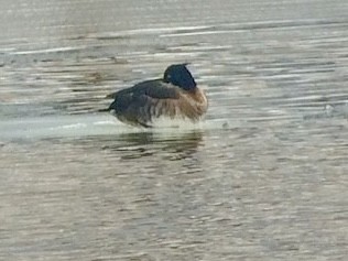 Tufted Duck - ML493423011