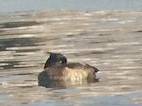 Tufted Duck - ML493424261