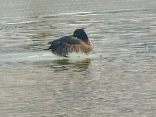 Tufted Duck - ML493424271