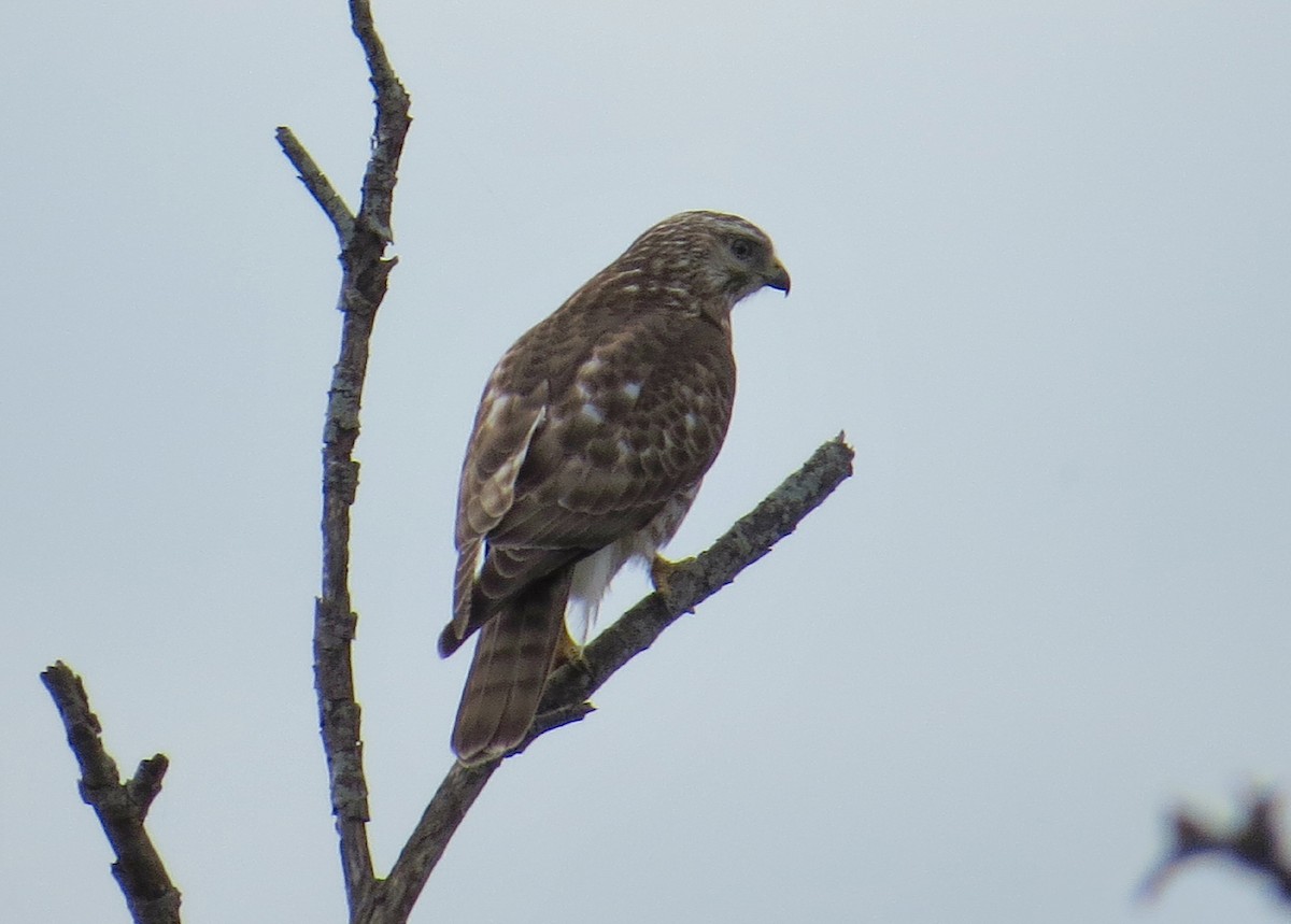 Broad-winged Hawk - ML49342551