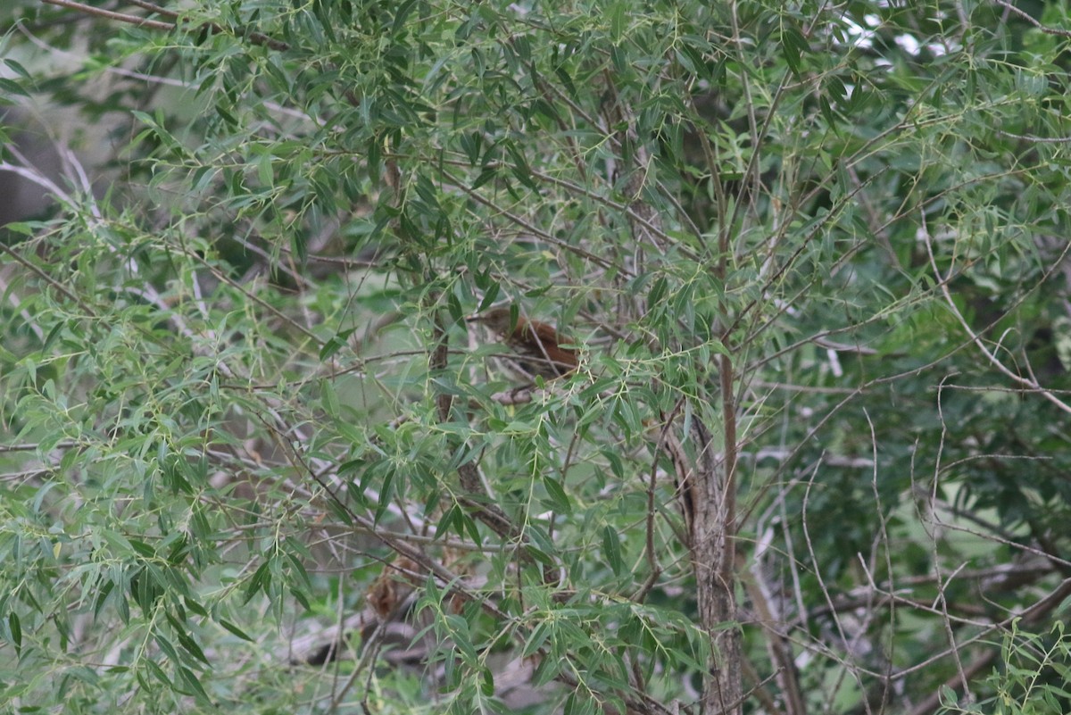 Brown Thrasher - ML493427011