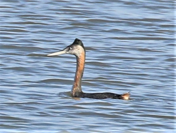 Great Grebe - ML493427981