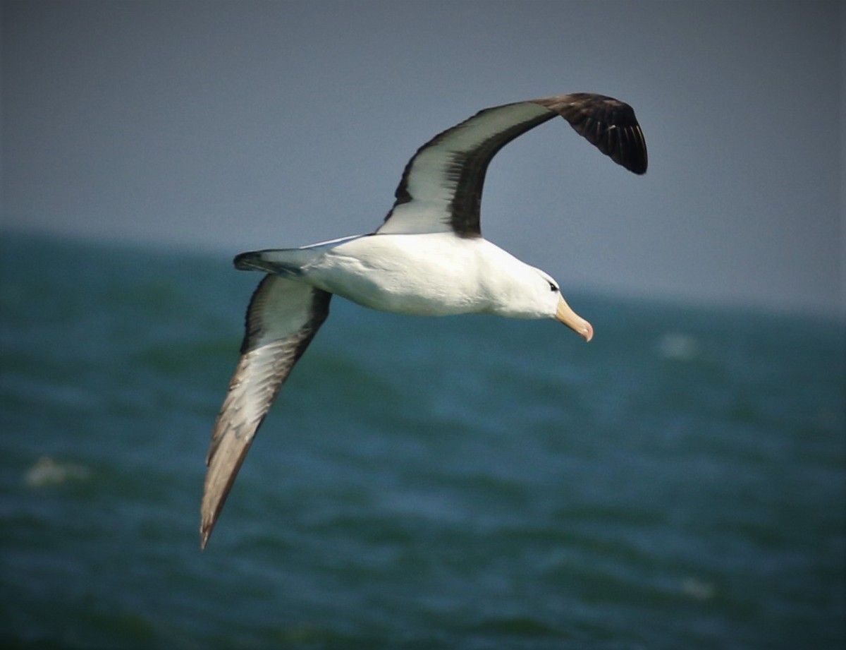 Albatros à sourcils noirs - ML493429181