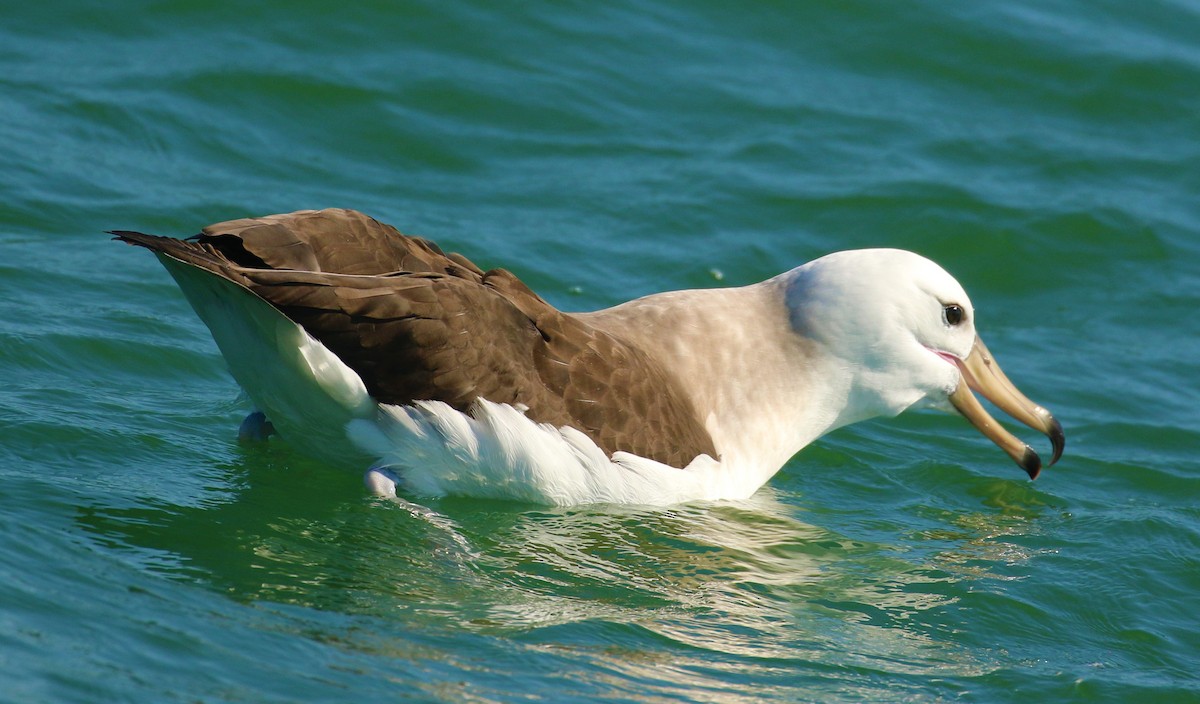 Albatros à sourcils noirs - ML493429201