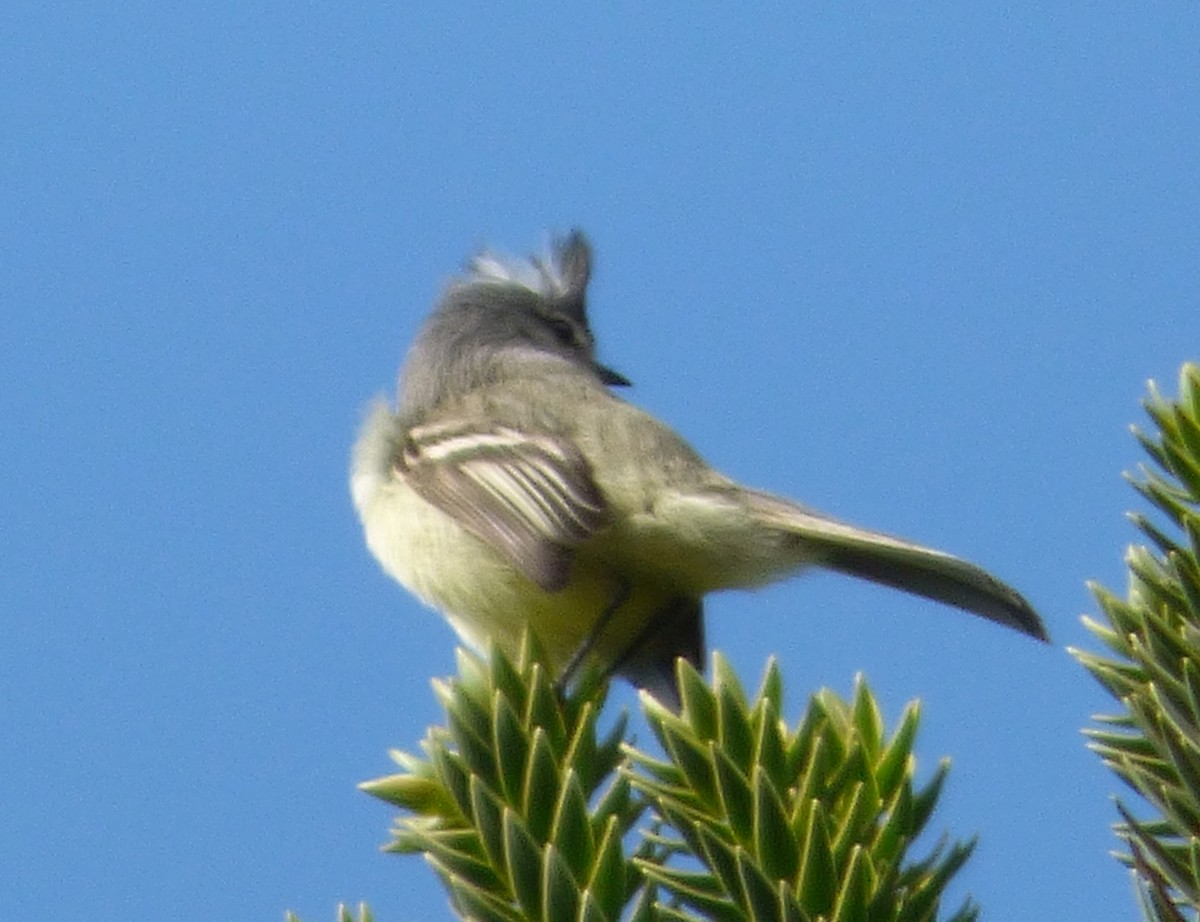 White-crested Tyrannulet (Sulphur-bellied) - ML493430161