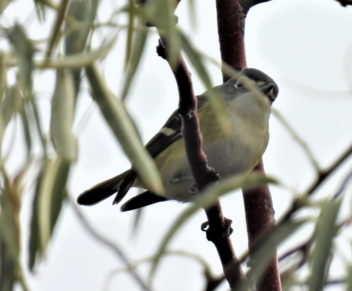 Mavi Başlı Vireo - ML493431061