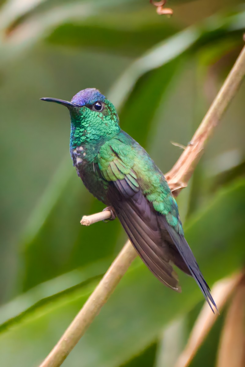 Violet-capped Woodnymph - Ariel Sandin