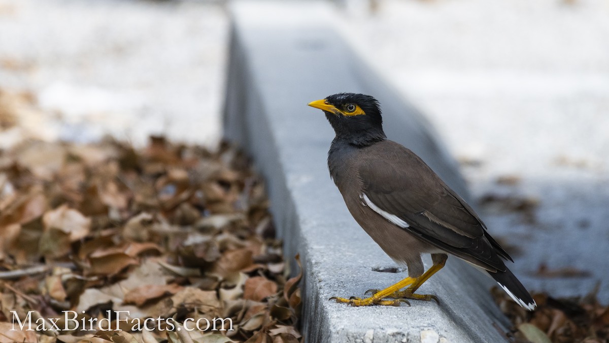 Common Myna - Maxfield Weakley