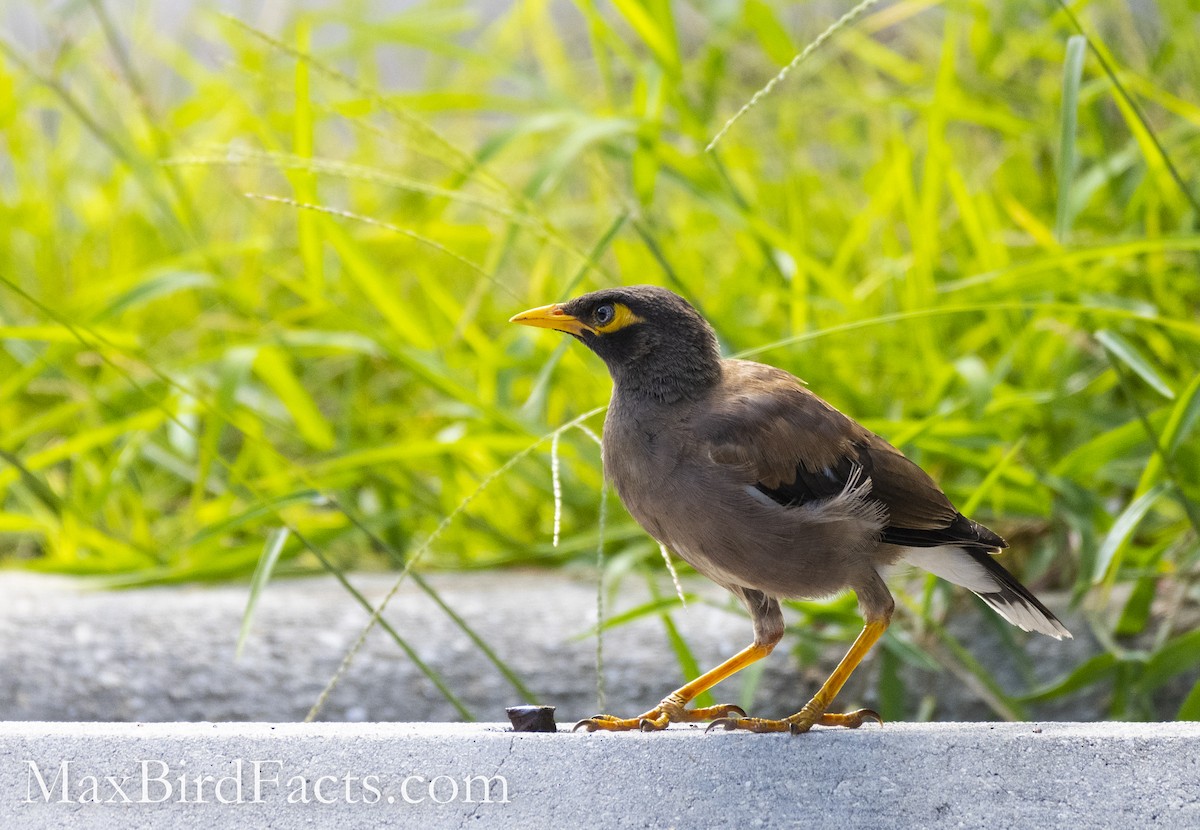 Common Myna - Maxfield Weakley