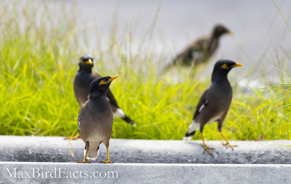 Common Myna - Maxfield Weakley