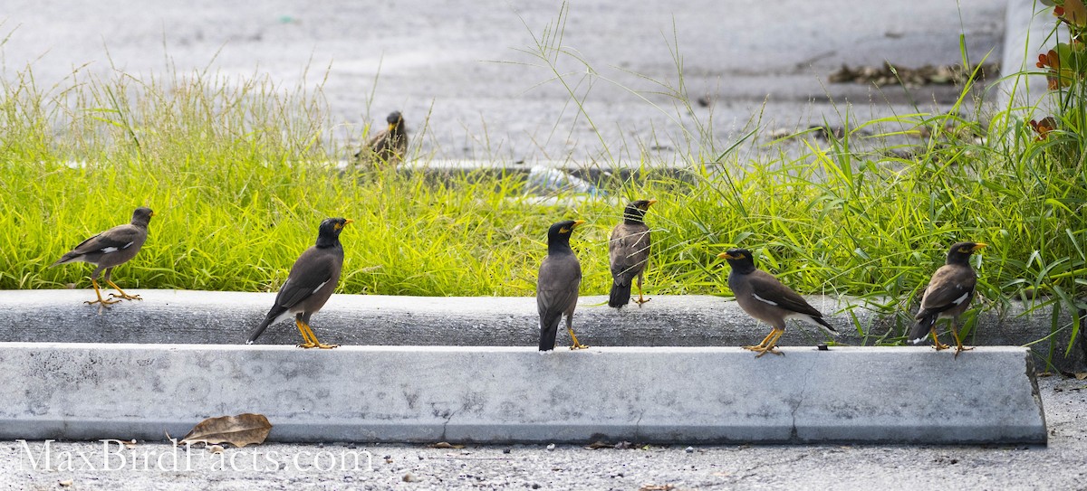 Common Myna - Maxfield Weakley