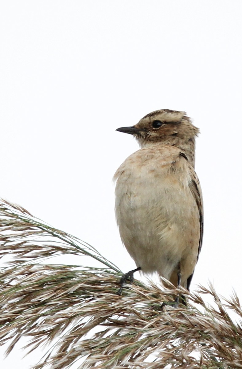 Whinchat - ML493434841