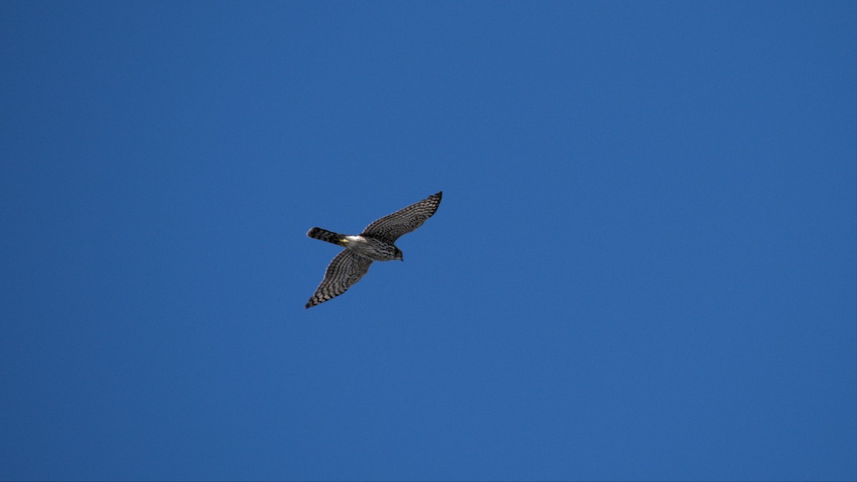 Cooper's Hawk - ML493435181