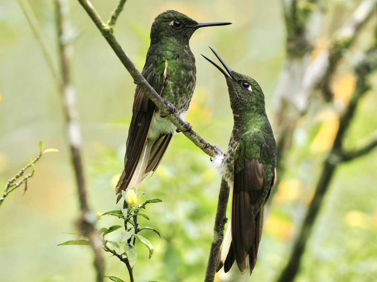 Buff-tailed Coronet - Bobby Wilcox