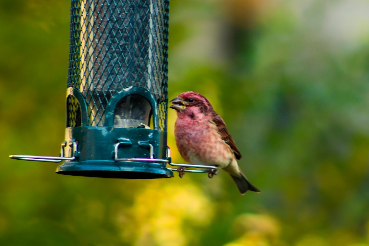 Purple Finch - ML493436571