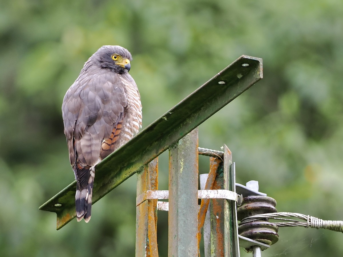 Roadside Hawk - ML493437171