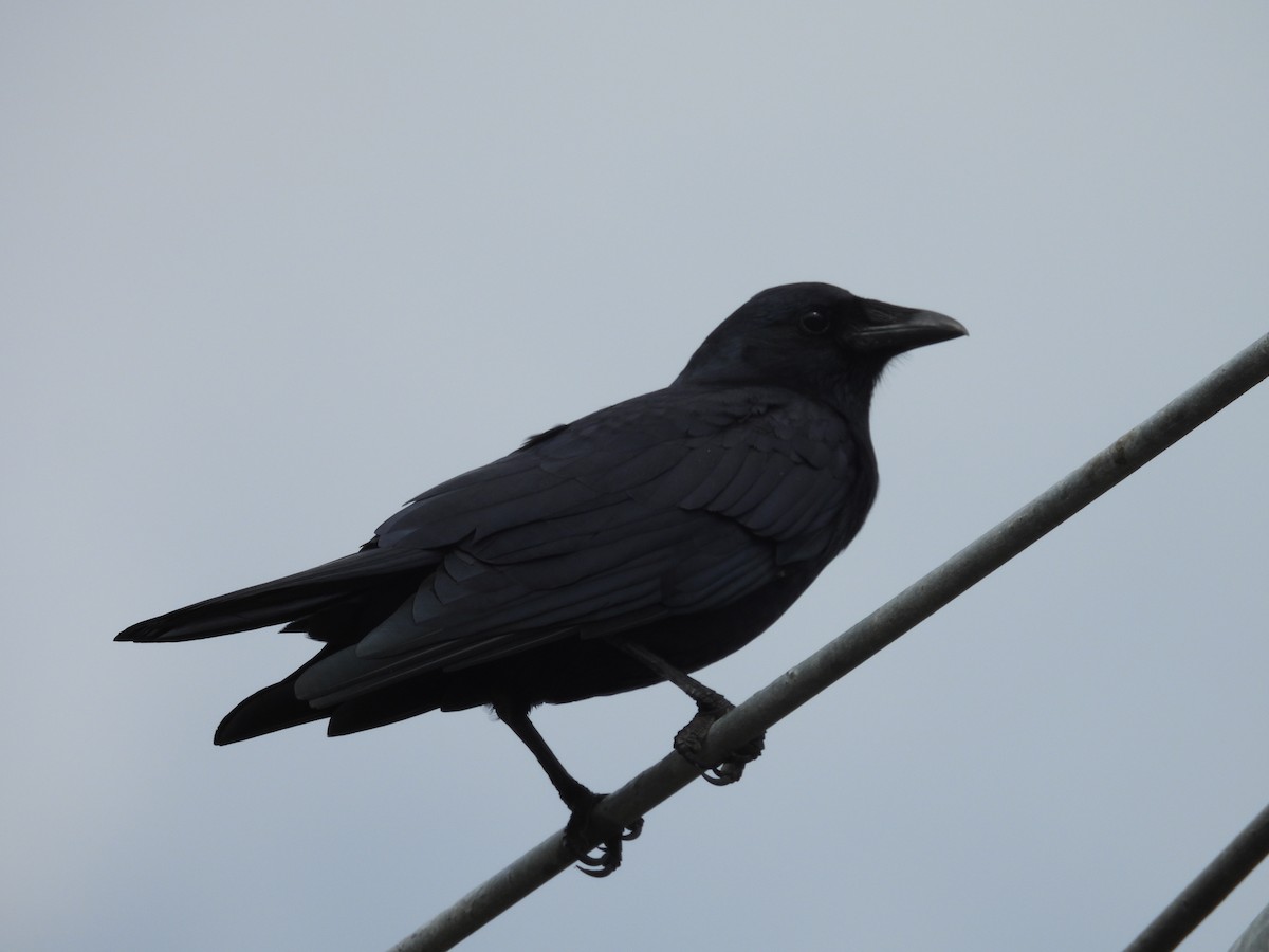 Fish Crow - ML493437361