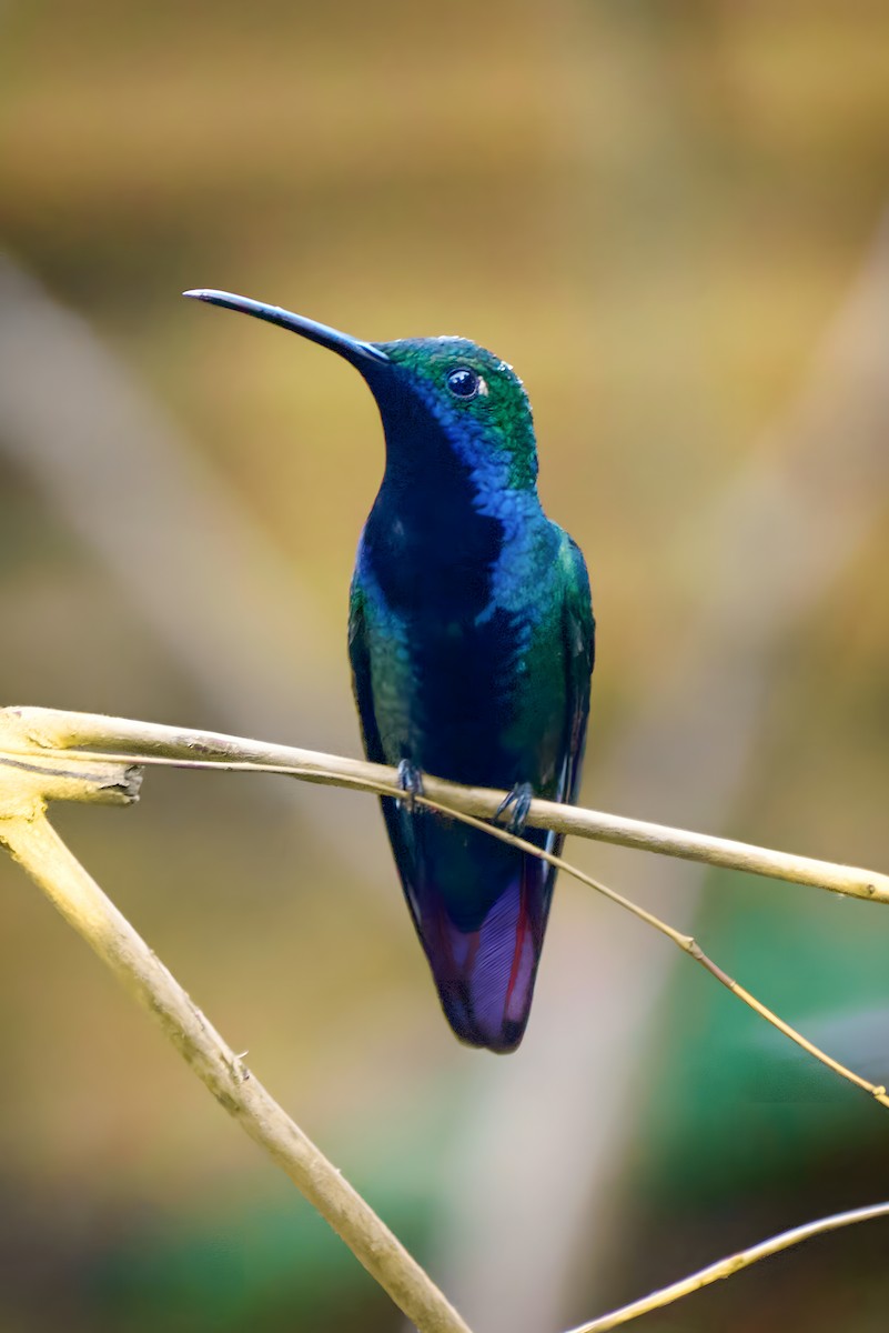 Black-throated Mango - Ariel Sandin